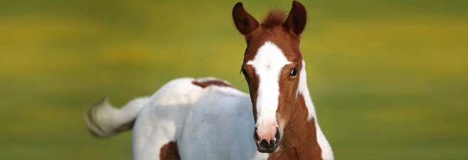 Unsere Zucht - Nachzucht